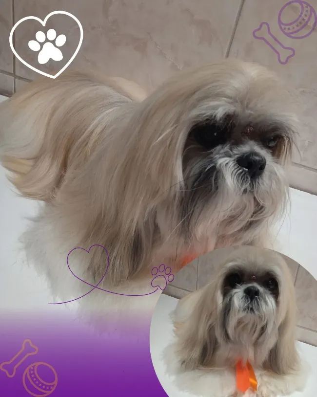 galeria_nova_T9uUSLU7rCSN.webp