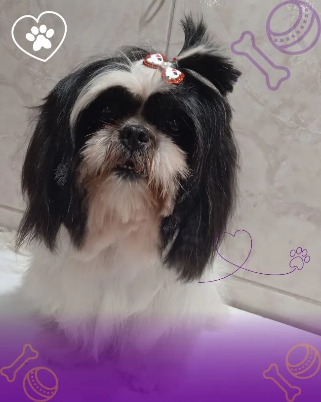 galeria_nova_lYqR3cfNEcxx.webp