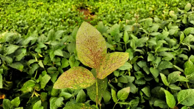 AGRO