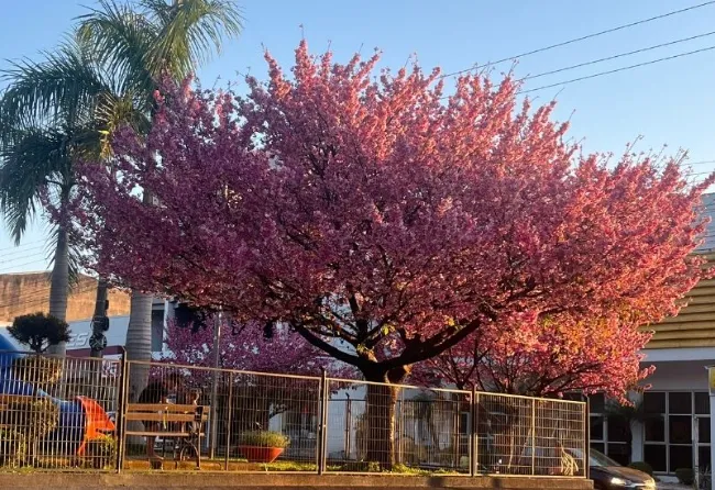 ARBORIZACAO
