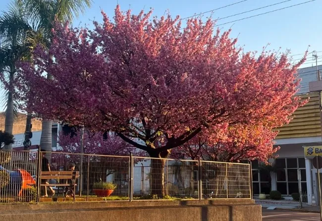 CEREJEIRAS