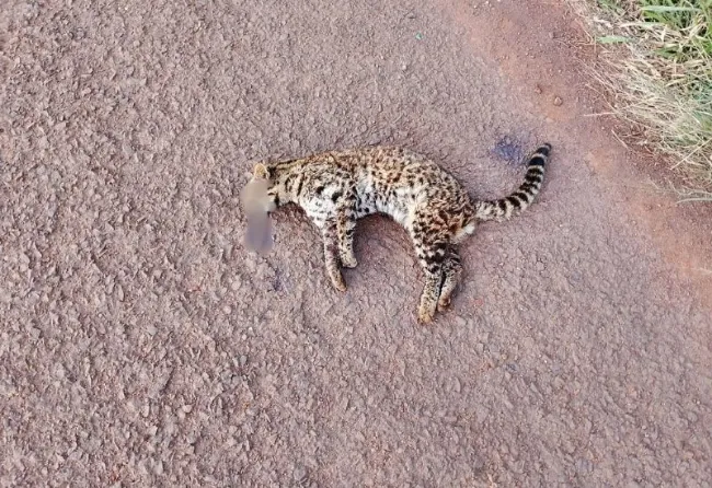 FAUNA