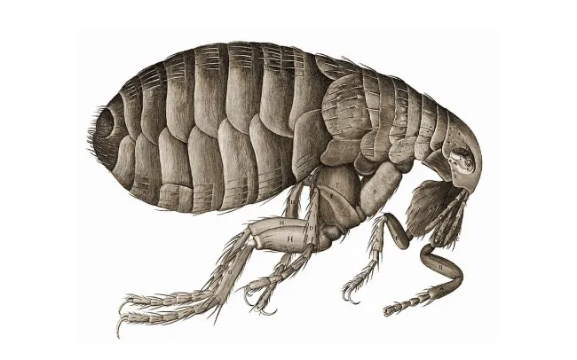PESTE NEGRA