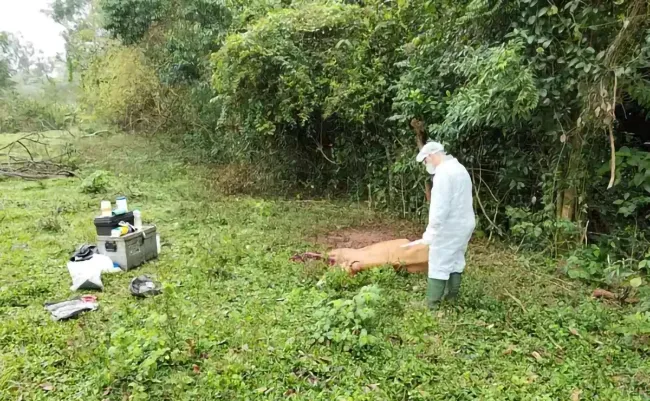 RAIVA HERBIVORA